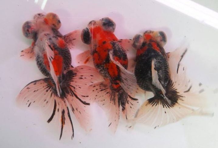 All About Goldfish Archives - Mr. Ranchu - Goldfish Care